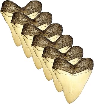 Amazon | Universal Specialties 巨大なリアルな5.5インチ カルチャ